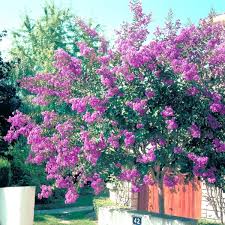 Le lilas des indes apprécie particulièrement les climats chauds et ensoleillés. Achat Lila Des Indes Terre Chinoise Vente De Nos Selections Et Productions Georges Delbard