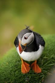 Birds That Start With O Pin Pa Djur O Naturbilder
