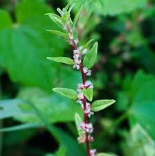 Image result for Pouzolzia