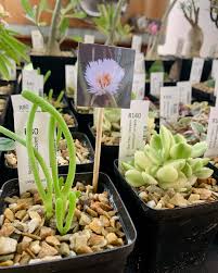 Image result for Ceropegia mirabilis