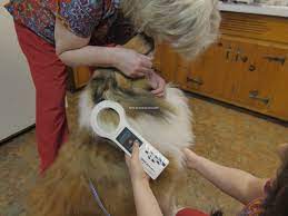 Our clinic is led by dr. Pet Wellness Clinic Inc 2787 N Highland Ave Jackson Tn 38305 Yp Com