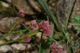 Image result for Kohautia cynanchica