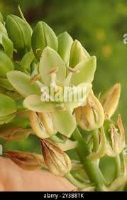 Image result for Albuca virens