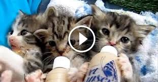 5 178 feeding kittens stock video clips in 4k and hd for creative projects. Cats And Kittens On Twitter Three Kittens Bottle Feeding Cute Levels Off The Chart Pawsome Video Http T Co Xezeucergz Http T Co Gn5tjjwl55