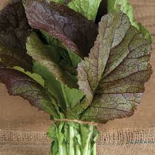 Image result for Brassica juncea