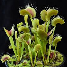 Maybe you would like to learn more about one of these? Instagram Photo By Jeremiah S Carnivorous Plants May 4 2016 At 2 38am Utc Carnivorous Plants Plants Colorful Plants