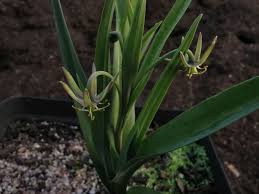 Image result for Ornithoglossum