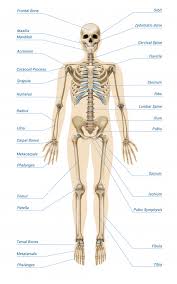 File is ready to render. Free Vector Realistic Human Skeletal System Infographics