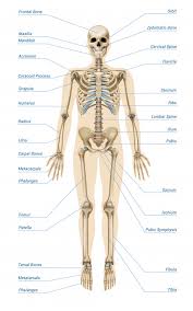 Learn about anatomy bones human structure with free interactive flashcards. Free Vector Realistic Human Skeletal System Infographics