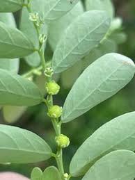 Image result for Phyllanthus fraternus
