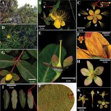 Image result for Hypericum quartinianum