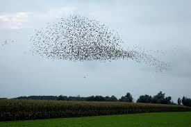 The nearest bike rental is 550 yards from the property. Vrije Vogels Foto Van Annaseb Zoom Nl
