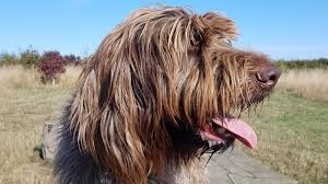 Image result for griffon korthalsův