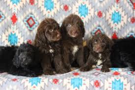 Is this breed good with kids? Newfoundland Poodle Puppies Nex Tech Classifieds