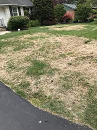 Maybe you would like to learn more about one of these? Tarr In Zoysia Lawnsite Is The Largest And Most Active Online Forum Serving Green Industry Professionals