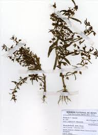 Image result for Bacopa floribunda