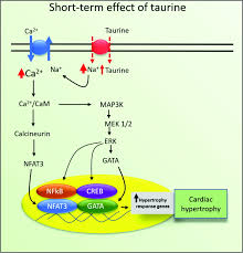 Taurine And Cardiac Disease State Of The Art And Perspectives