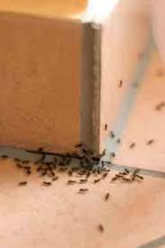 Highly skilled kilmarnock pest controllers are on standby with fully equipped vans containing all the necessary equipment to carry out any pest service. Pest Control Services For Hampton Va
