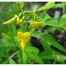 Image result for Crotalaria chirindae