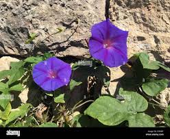 Image result for Ipomoea shirambensis