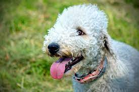 Curly coats aren't just stylish and fun, of course—they've served a variety of purposes throughout history, most often related to warmth (especially in retrieving breeds). 14 Curly Haired Dogs Poodle Portuguese Water Dog Puli More