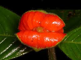 Image result for Psychotria cinerea
