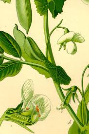 Image result for Pisum sativum