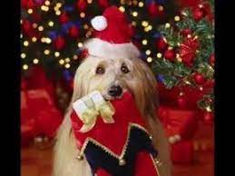 Auguri Di Buon Natale Cantata Dai Cani Youtube Cane Natale Buon Natale Natale