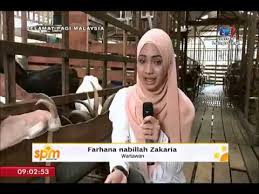 Seperti yang terjadi di hampir semua kegiatan ternak, kita membutuhkan tempat berlindung, area berumput dan tentu saja pagar yang sangat bagus. Spm 2017 Bingkisan Kambing Tenusu 25 Okt 2017 Youtube