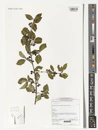 Image result for Afrocanthium mundianum