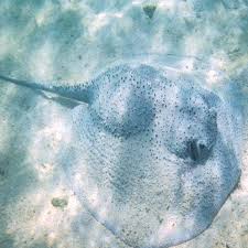🥰 Spot the stunning resident porcupine ray or Urogymnus asperrimus at our  @one_tree_island Research Station. This is a rare species of stingray that  does not have a venomous stinging spine like other
