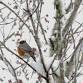 New River Christmas Bird Count — Blue Ridge Discovery Center