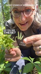 💛Secret Stories of Wood Sorrel💛, If you’ve never tried wood sorrel, but  sure to get out there and give it a try! , It’s probably growing nearby. If  you don’t treat your lawn (and I hope you don’t) I ...