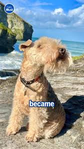 Image result for lakeland teriér