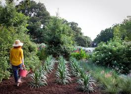 Ist diese trocken, so muss erneut gegossen werden. Blumen Giessen Die Haufigsten Fehler Im Sommer