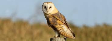 As susan sits down on the bed, her eyes catch the cover of nocturnal animals on her bedside table. Hoots Hisses And Howls Six Of The Eeriest Bird Sounds