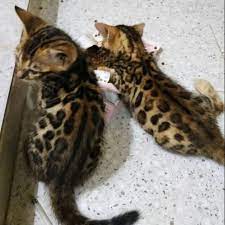 Kucing bengal atau blacan adalah keturunan ketiga dari hasil persilangan antara kucing american shorthair dengan kucing asian leopard. Kucing Bengal Kitten Shopee Indonesia