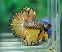 Betta fish center > betta fish: A048 Copper Mustard Gas Halfmoon Paar A048