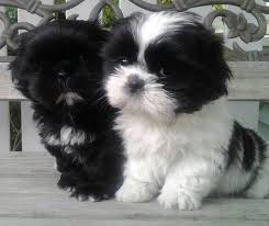 Black And White Maltese Shih Tzu Shih Tzu Puppies Black And White Looks Like My Luigi Love Your Dog Visit Our Website Now Visit Http Www Amaz Shitzu Puppies Puppies Shih Tzu Puppy