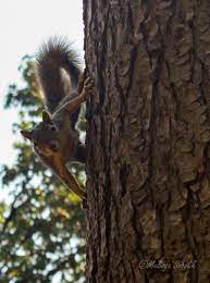 Squirrel On Tree Looking At Camera Tree Photography Squirrel Tree
