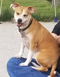 Dogs should be on a lead in public area anyway. Https Imgur Com Gallery Oenipm1 Daily Https Imgur Com G7hqrmr Jpg 2018 05 30t18 00 09 819z Https Imgur Com Gallery Ea2azkq Daily Https Imgur Com Qhl60oy Jpg Miquelleto El Gato Obsessing Over My Friend S Smell Bagheera Is Apparently Not