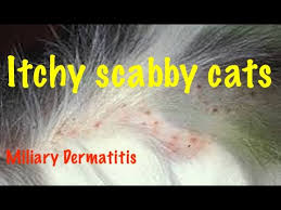 Image result for Feline Miliary Dermatitis