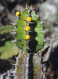 Image result for Plectranthus mandalensis