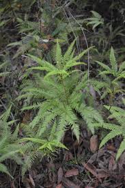 Image result for Sticherus