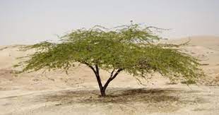 Pin By Janice Argue On Biblical Locals Desert Plants Plants Acacia Tree