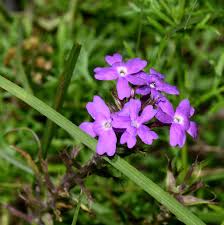 Image result for Verbena aristigera