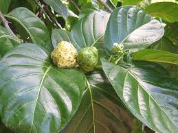 Image result for Morinda