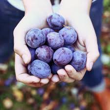 Härtere zwetschgen reifen bei zimmertemperatur (circa 20 bis 25 grad celsius) innerhalb von 2 bis 3 tagen nach. Zwetschgen Pflaumen Deutschland Mein Garten