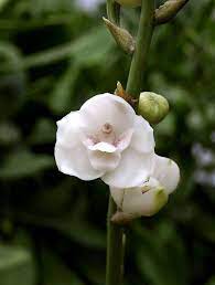 Peristeria Elata Beautiful Orchids Orchid Flower Orchids
