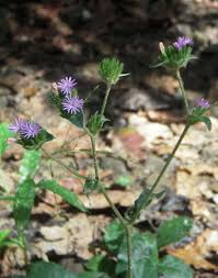 Image result for Elephantopus